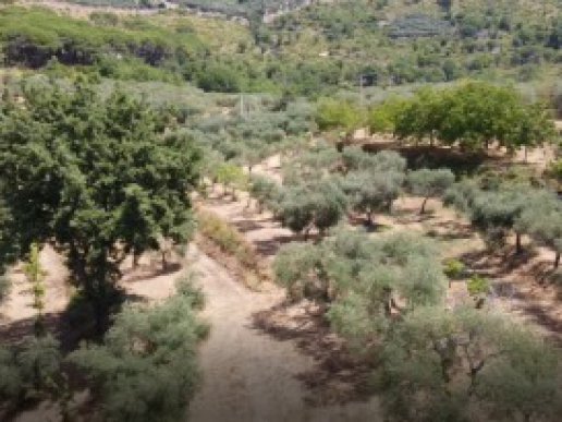 Farmhouse consisting of 6 apartments with 1 hectare of olive grove - 31