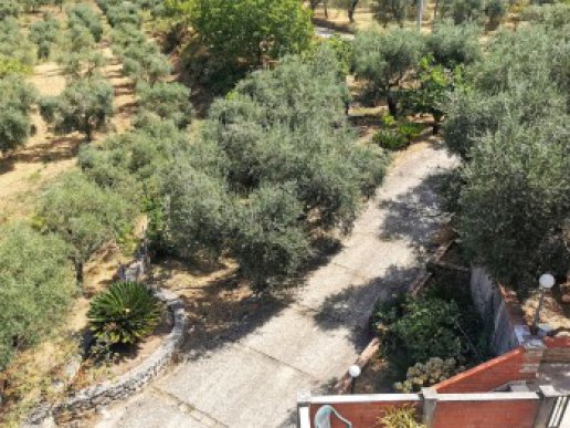 Farmhouse consisting of 6 apartments with 1 hectare of olive grove - 26